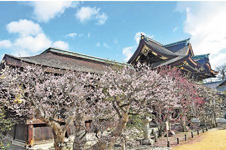 京都嫣粉赏梅纪行 旅途中 经济通中国站